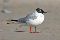 Bonaparte's Gull Bonaparte's Gull